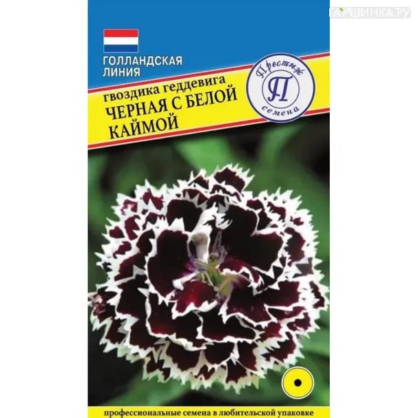 Гвоздика Геддевига Черная с белой каймой 15 шт, Семена Престиж
