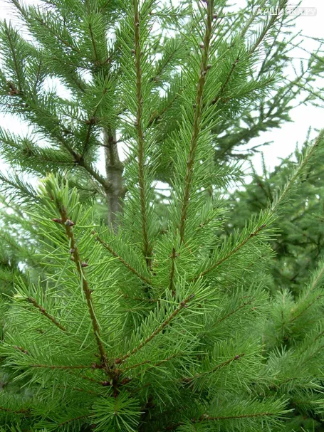 Псевдотсуга Мензис (семенная)