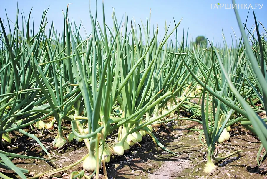 Лук-севок Штуттгартер Стенфилд 0,5 кг