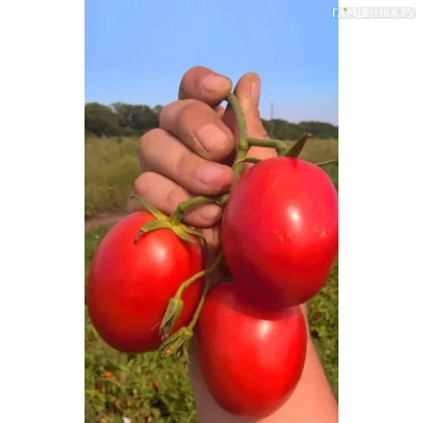 Томат Непасынкующийся Сливовидный ц/п Уральский дачник, Семена Марс