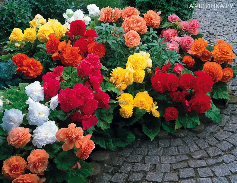 Бегония Нон Стоп Микс