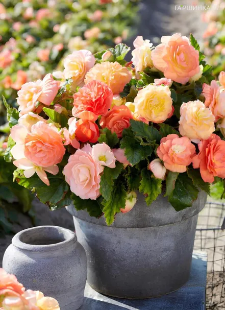 Бегония Пастель Компакта Микс