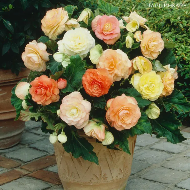 Бегония Пастель Вейв Микс