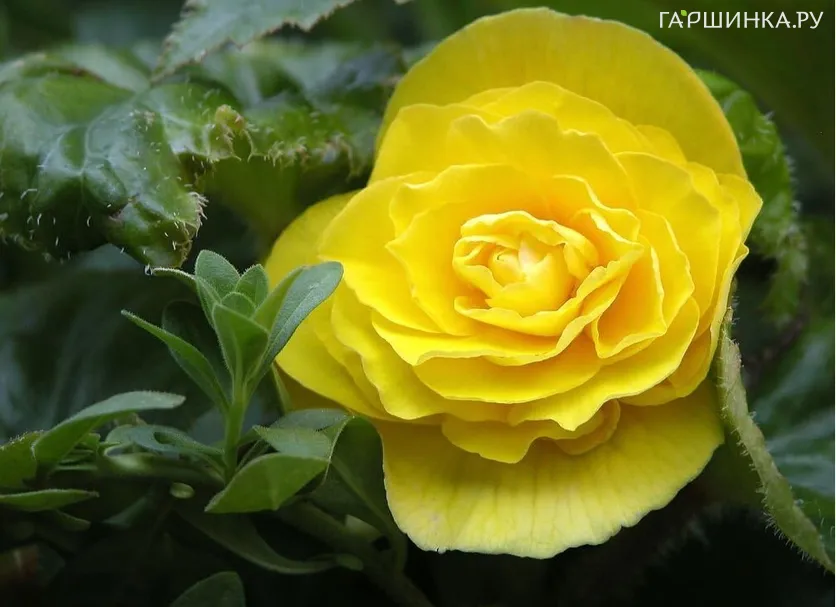 Бегония Грандифлора Еллоу