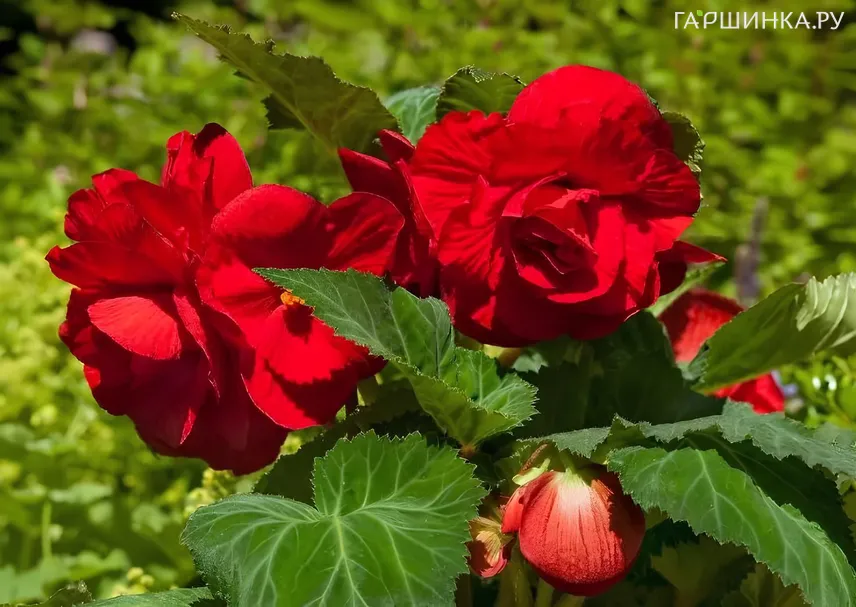 Бегония Грандифлора Ред