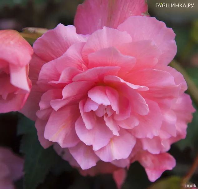 Бегония Грандифлора Пинк