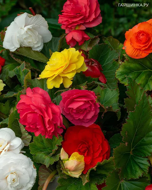 Бегония Грандифлора Микс