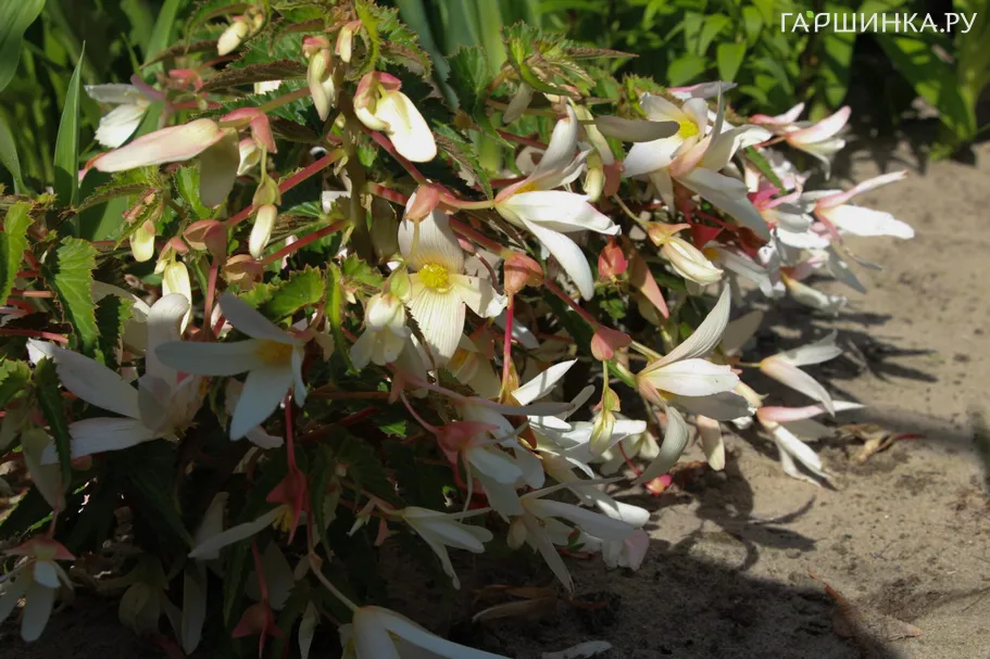 Бегония Санта Барбара боливийская