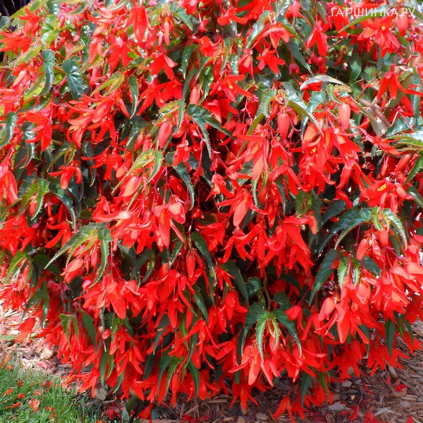 Бегония Санта Круз боливийская