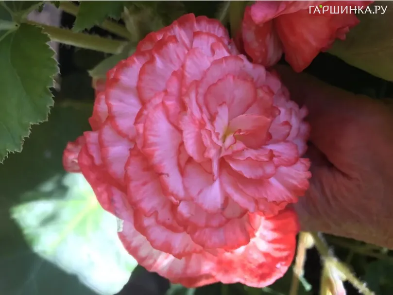 Бегония Мармората