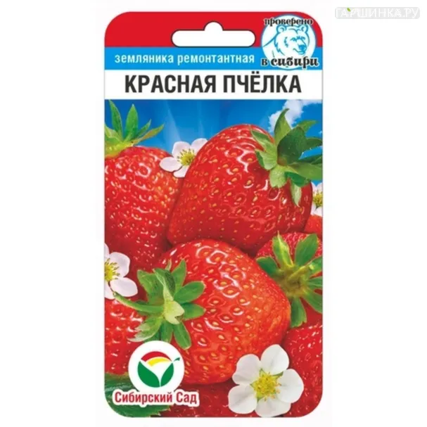 Земляника Красная пчелка 10шт, Семена Сибирский Сад