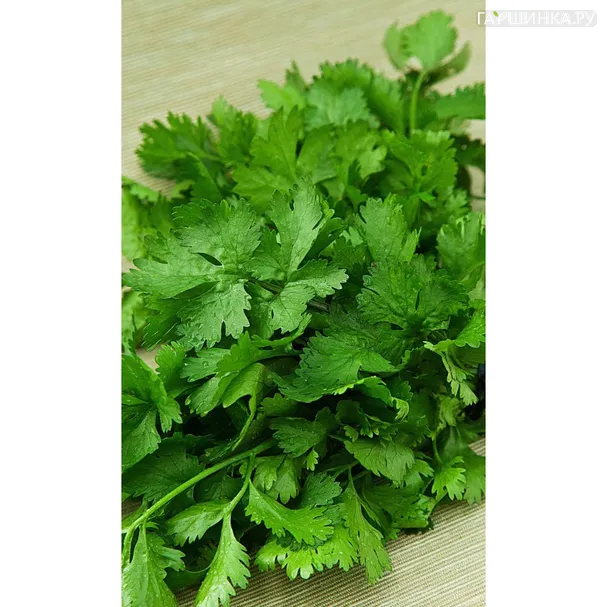 Кинза (Кориандр) Малахитовый титан ц/п Уральский дачник, Семена Марс