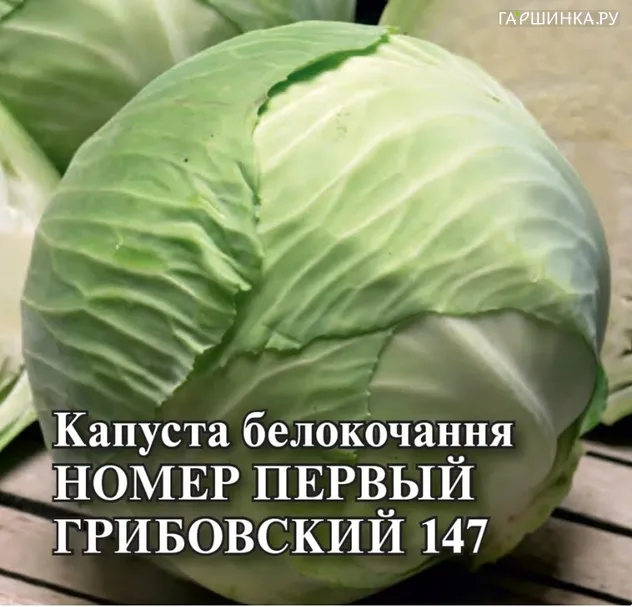 Капуста Грибовский №1 147 белокочанная 0,5 г, Семена Гавриш