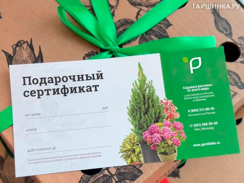 Сертификат 500