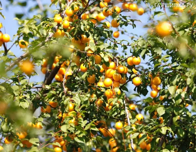 Алыча Желтая Хопны