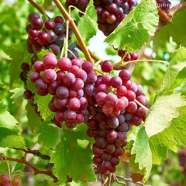 Виноград Десертный