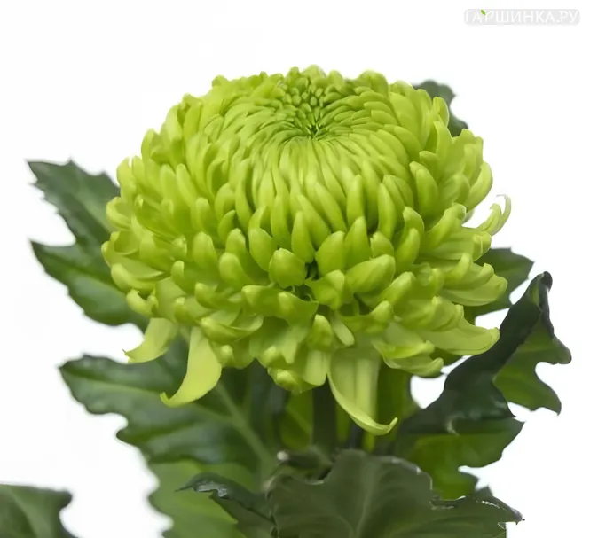 Хризантема Алемани