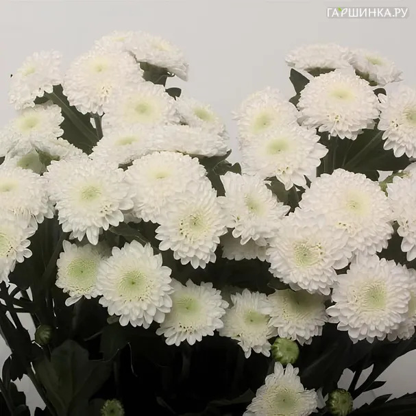 Хризантема Кокос