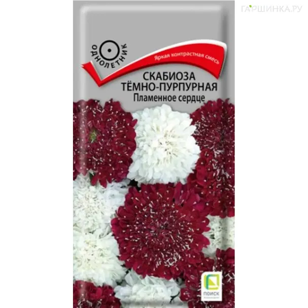 Скабиоза Пламенное сердце темно-пурпурная 10 шт, Семена Поиск