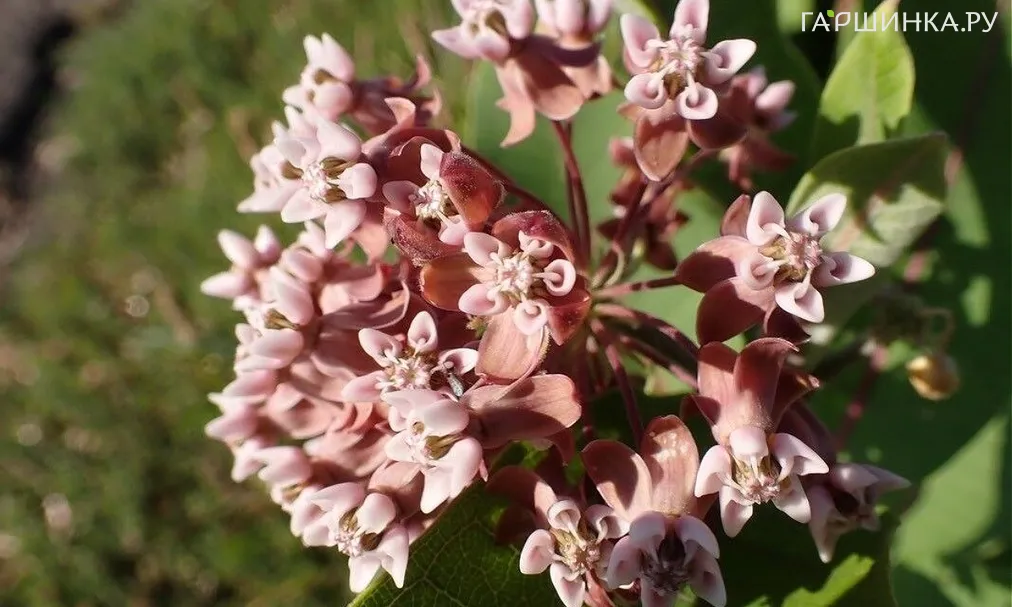 Ваточник сирийский