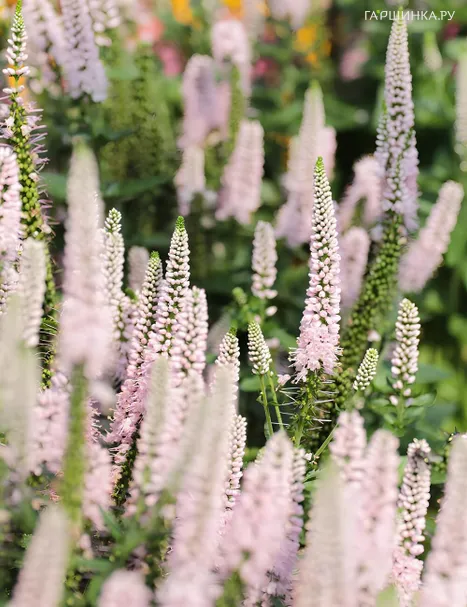 Вероника Фест Чойс колосовидная