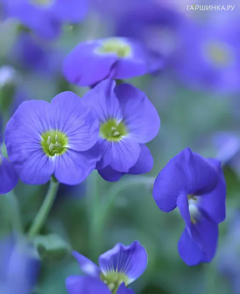 Герань Блю Санрайз луговая