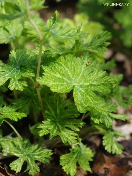 Герань Маргарет Вильсон бурая