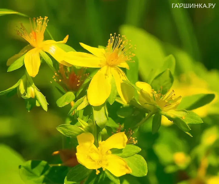 Зверобой Альба большой