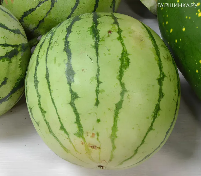 Арбуз японский со сливочной мякотью 3 сем, Частная коллекция семян