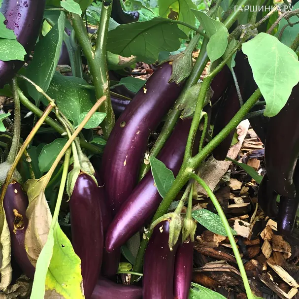 Баклажан Пальчиковый 5 сем, Частная коллекция семян