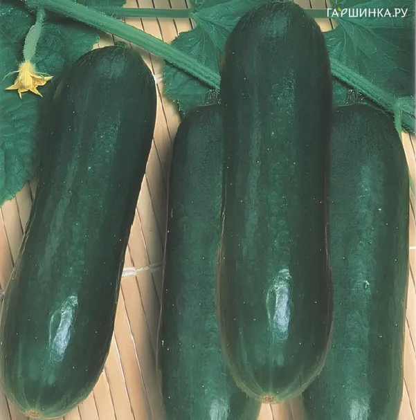 Огурец Сладкий Хруст 5 сем, Частная коллекция семян