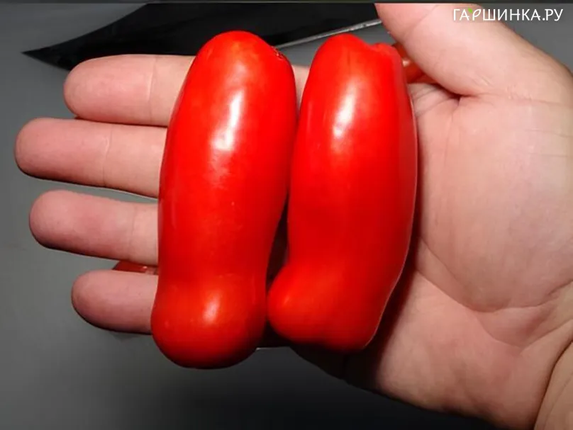 Томат Аурия 10 сем, Частная коллекция семян