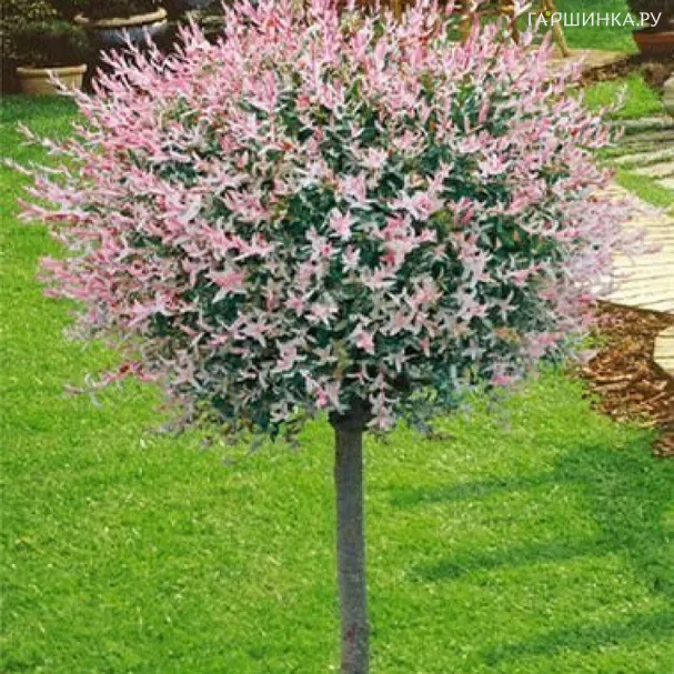 Ива Хакуро Нишики на штамбе 80 см