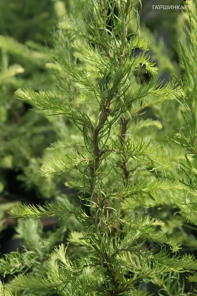 Лиственница Кемпфера Диана на штамбе 90 см