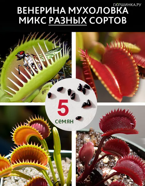 Венерина мухоловка (dionaea muscipula) микс сортов, 5 шт в колбе, крафт пакет, инструкция