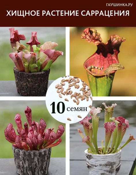 Саррацения, микс сортов и видов, 10 шт. в колбе, крафт пакет, инструкция