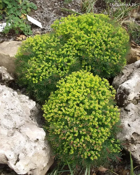 Молочай Кларис Ховард кипарисовый