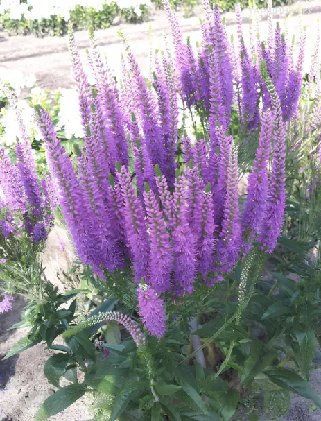 Вероника Пепл Эксплоужен колосковая