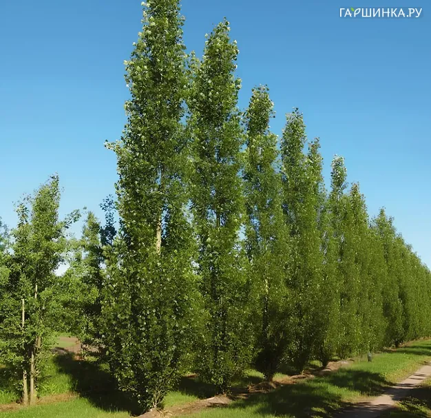 Тополь Италика черный