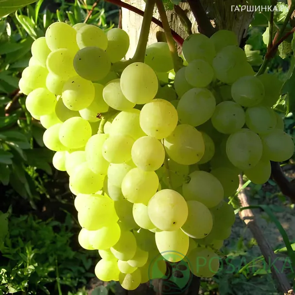 Виноград Кишмиш Алекс