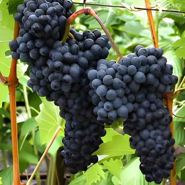 Виноград Кишмиш Красень