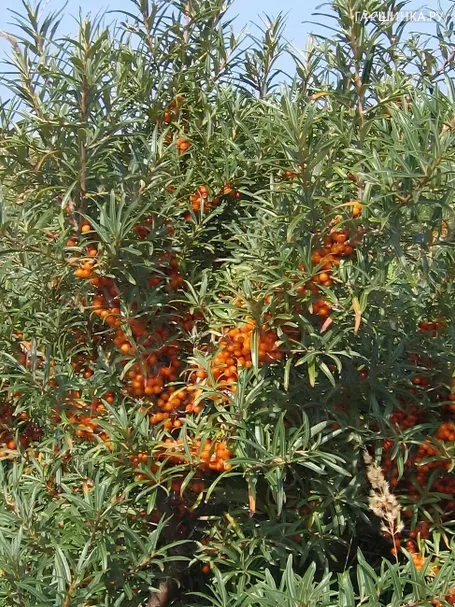 Облепиха крушиновидная, 200 шт