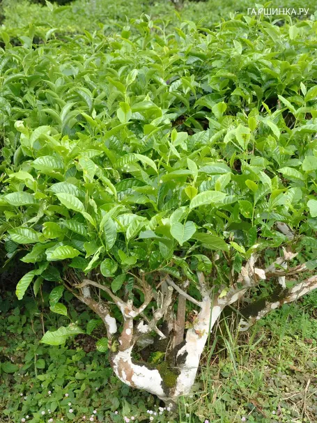 Камелия китайская, чайный куст, 10 шт