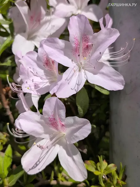 Рододендрон Шлиппенбаха ф. розовая, 125 шт