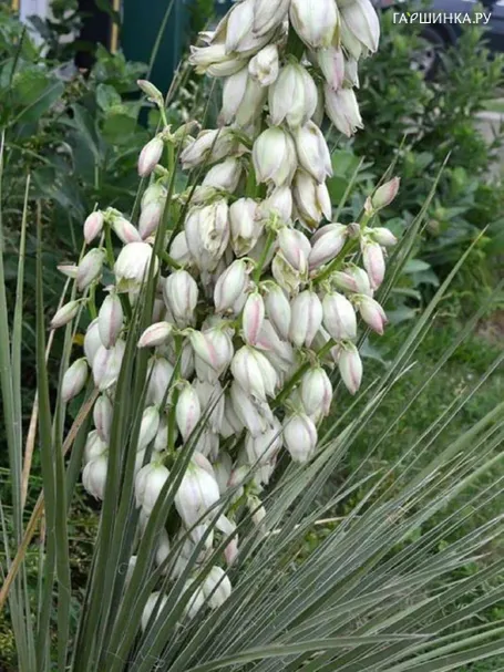 Юкка сизая, 15 шт