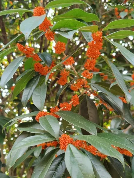 Османтус душистый, 15 шт