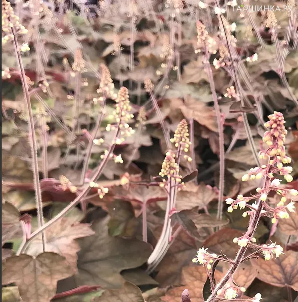 Гейхера Арт Деко