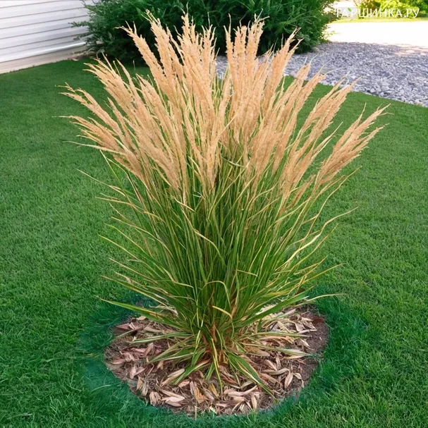 Вейник остроцветковый (вид)