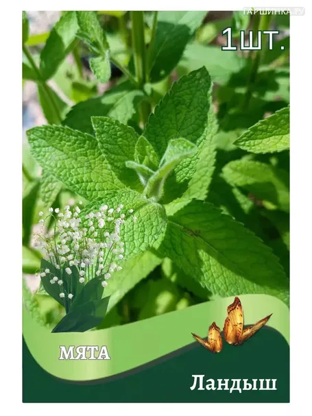 Мята Ландыш