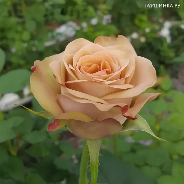 Роза Капучино чайно-гибридная, Imperial Rose